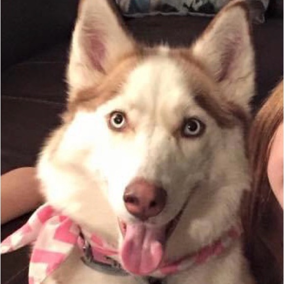 ❤️🐾 Amy & The Husketeers!  🐾❤️ - Picture 11 of 14